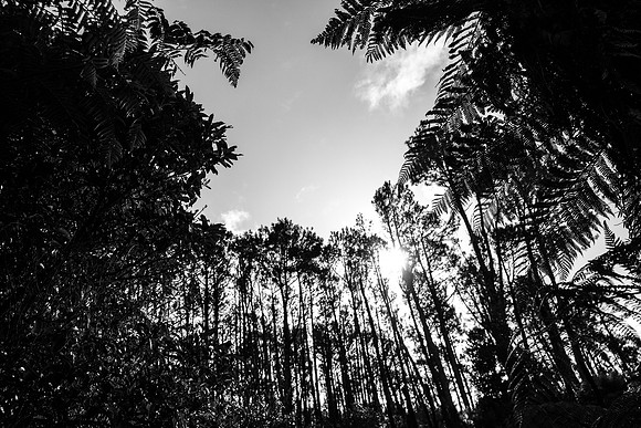 _XT45215
