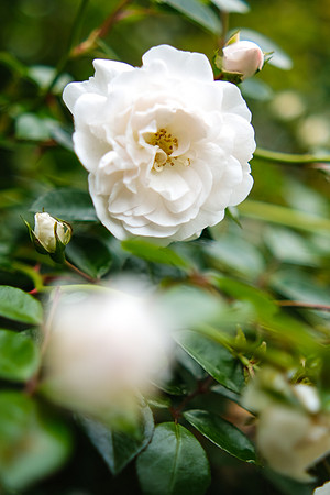 a_XT46368