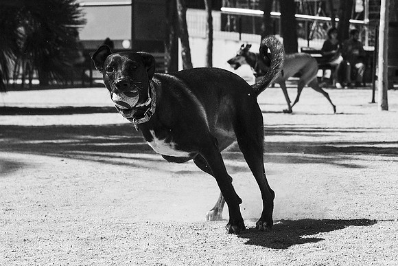 Dog 15