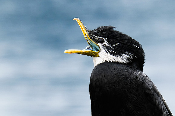 NZ Corm.