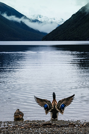 NZ 93