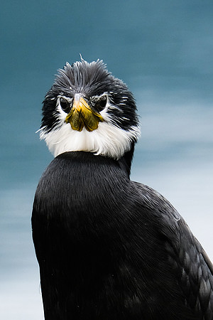 Cormoran 3