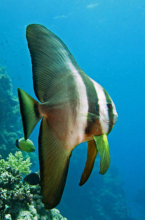 Underwater 3