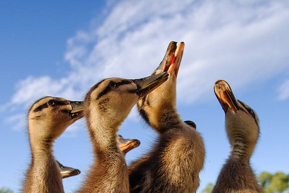 Duck 6