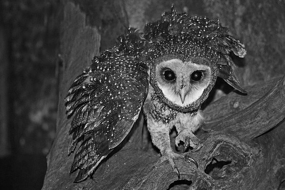Owl 1