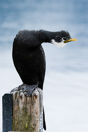 Cormoran 2