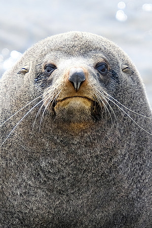 Seal 3