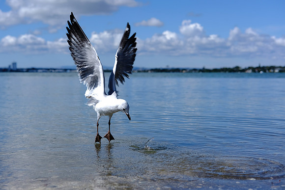 Bird 14