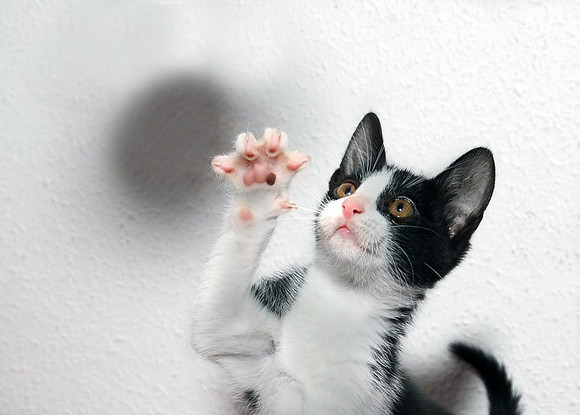 Cat 2