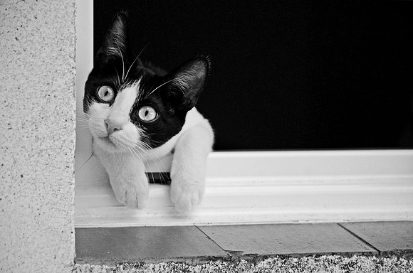 Cat 1