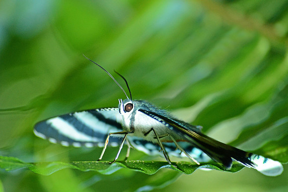 Butterfly 6