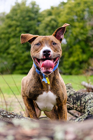Dog 5