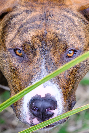 Dog 9