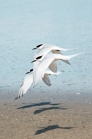 Bird 25